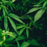 De Zoete Verleiding van Tropische Aroma’s
